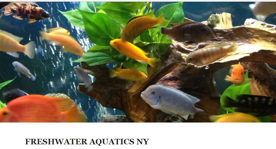 Freshwater Aquatics NY